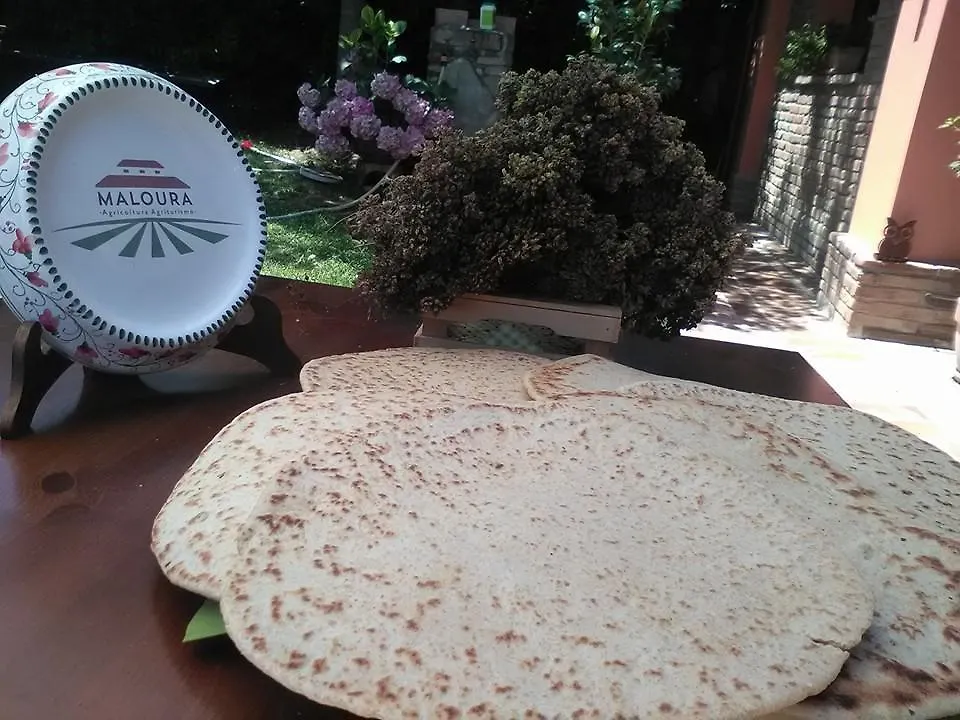 مزرعة للإقامة Agriturismo Maloura سافينيانو سول روبيكوني إيطاليا